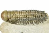 Colorful Crotalocephalina Trilobite - Exposed Hypostome #300027-2